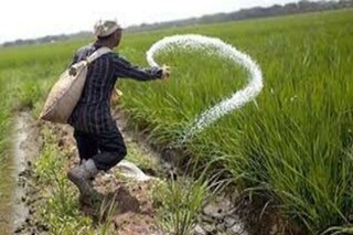 کشاورزان خراسان رضوی توان خرید کود فسفاته را ندارند