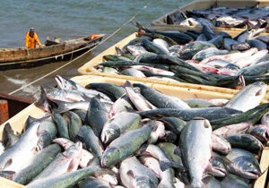 صید ۲۴۷ تن انواع ماهی از آبهای ساحلی گیلان

