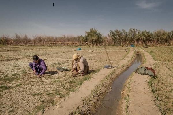 دشت سیستان دوباره جان می‌گیرد/ ایجاد مزارع الگو در دشت سیستان