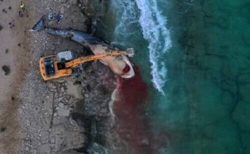 مرگ غم انگیز نهنگ غول پیکر در کیش /عکس