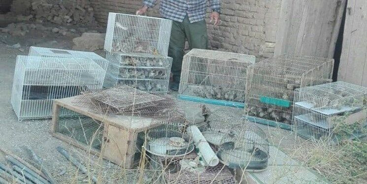 کشف بیش از ۱۸۰ چکاوک از یک صیاد پرندگان وحشی در مشهد