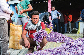 خرید حمایتی ۶۲۰ کیلوگرم زعفران از کشاورزان تایباد و باخرز