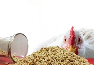 دلالی خوراک سودآورتر از تولید مرغ شده است