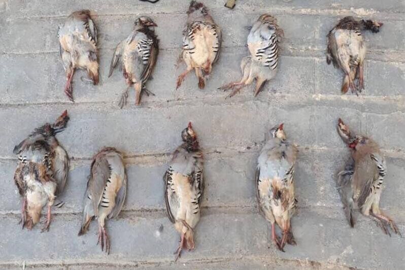 ۳ شکارچی کبوتران وحشی در اسدآباد دستگیر شدند