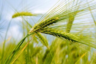 تامین حدود ۹۰ درصد بذر مصرفی جو خراسان شمالی توسط کشت‌وصنعت اسفراین