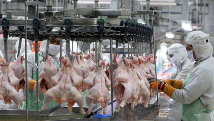 ۶۴ واحد تولیدی در  تولید گوشت مرغ در حال فعالیت است