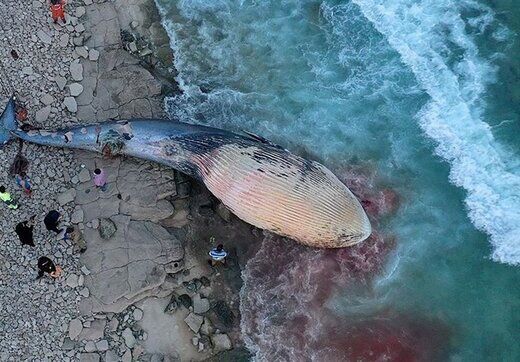 علت مرگ نهنگ در کیش هنوز نامعلوم است
