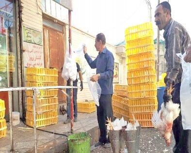 مرغ های خیابانی سلامتی مردم را نشانه گرفتند