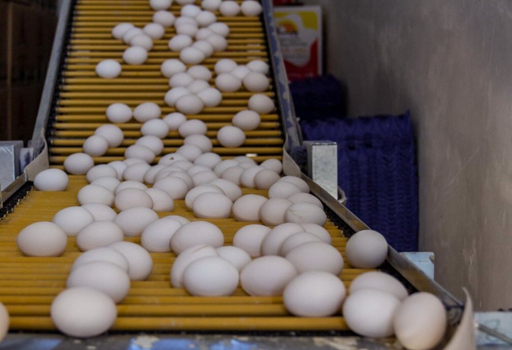 تخم مرغ به نرخ مصوب در خراسان رضوی توزیع می‌شود