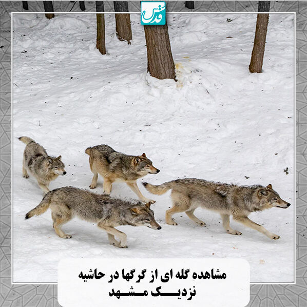 مشاهده گله ای از گرگها در حاشیه نزدیک مشهد