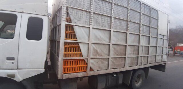 توقیف ۲۱ دستگاه کامیون حامل مرغ فاقد مجوز در رودبار