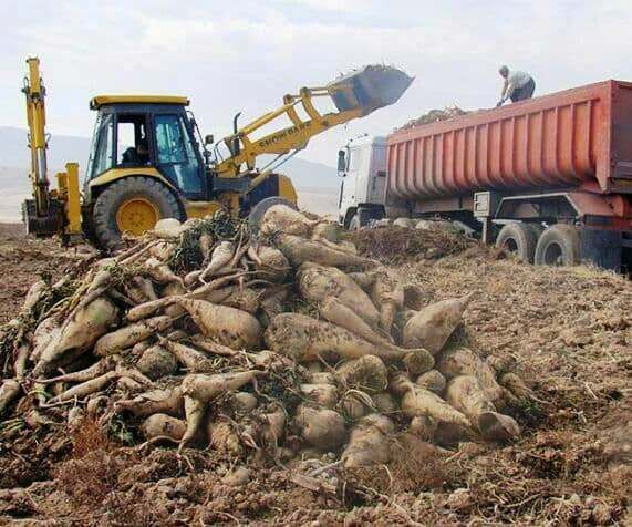 ۱۴۰ هزار تن چغندر قند از مزارع تربت‌حیدریه برداشت شد