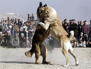 دستگیری برگزارکنندگان مسابقه نزاع سگ‌ها در تالش