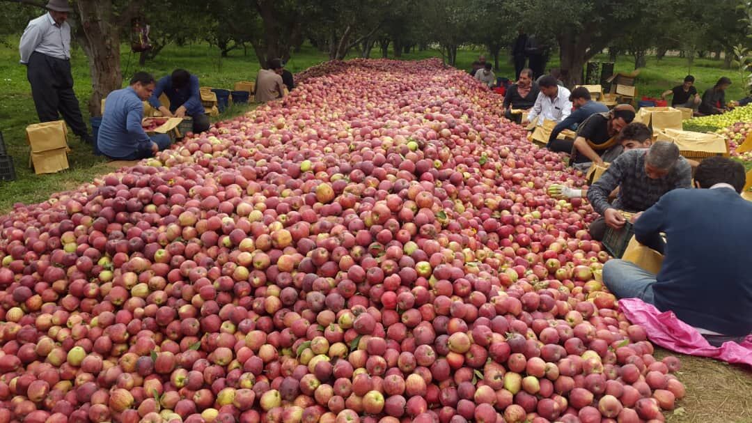 قطب سیب ایران در برزخ صادرات