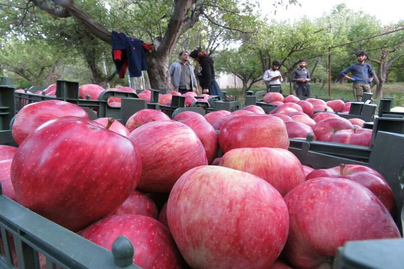 ۴۰۰ هزار تن سیب روی دست کشاورزان ماند/ آغاز خرید سیب صنعتی غرب کشور از فردا