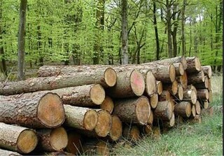 چوب امسال ۴۰ درصد افزایش قیمتی داشته است 