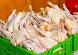  تولید روزانه ۱۷۰ تن مرغ گوشتی در استان یزد 