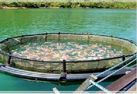 تولید ۴۵۰۰ تن ماهی به روش پرورش در قفس 
