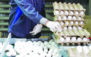 عرضه گسترده تخم مرغ شانه ای ۴۲۵۰۰ تومان از امروز