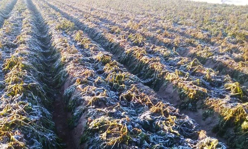 سرما به مزارع غلات جوین در خراسان رضوی خسارت زد