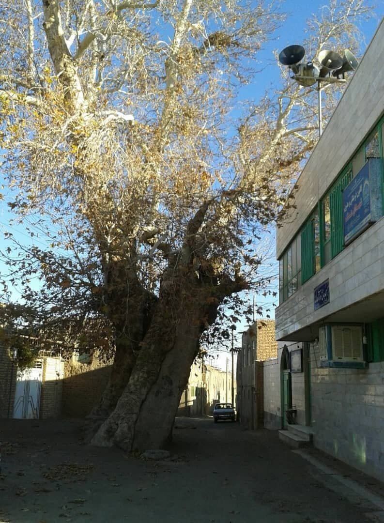 درخت چنارکهنسال مسجدجامع هدک بردسکن در فهرست آثارمیراث طبیعی کشور ثبت شد