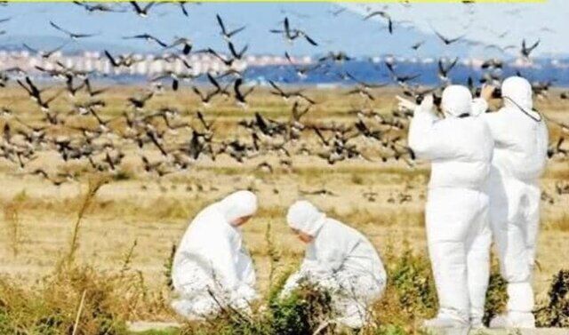 نگرانی سازمان جهانی بهداشت از گسترش آنفلوآنزای پرندگان در بین انسان‌ها