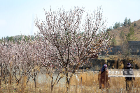 شکوفه زدن درختان در زمستان
