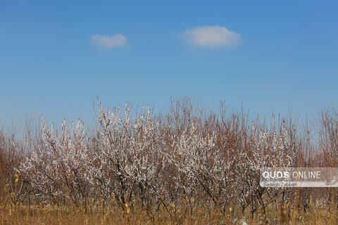 شکوفه زدن درختان در زمستان