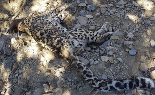لاشه یک قلاده پلنگ در پارک ملی گلستان پیدا شد
