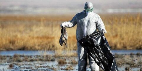 هشدار دامپزشکی نسبت به شیوع بیماری آنفلوانزا پرندگان در مازندران