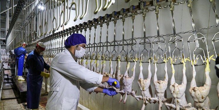 جای خالی مرغ در ۳ کشتارگاه خراسان رضوی/ شغل ۳۰۰۰ نفر در استان در خطر تعطیلی است

