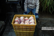 مردم بوشهر دغدغه تأمین مرغ دارند؛ خرده‌فروشان به دنبال صید از آب گل‌آلود