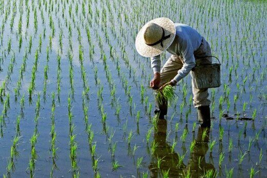 کاهش بارندگی سطح زیر کشت برنج در خراسان شمالی را کاهش داد