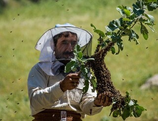 رونق اشتغال زنبورداری در مشهد/ میزان مصرف عسل رو به افزایش است