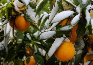 سرما و یخبندان به برغی باغات مشهد ۷۰درصد خسارت زد