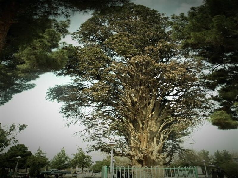 سرو کاشمر نخستین درخت کهنسال نجات‌یافته از مرگ در ایران است