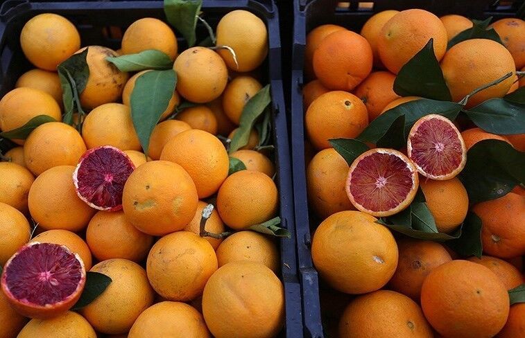 طرح «تنظیم بازار» عامل افزایش میوه شب عید در مشهد است