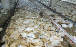 کولاک موجب تلف شدن ۷۰ هزار جوجه مرغ در جغتای  شد