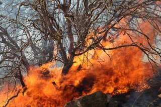 آتش سوزی در ارتفاعات شهرستان دشتی مهار شد