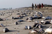 مرگ در ساحل جاسک صف کشید؛ کشتار گربه‌ماهی‌ها در ابهام