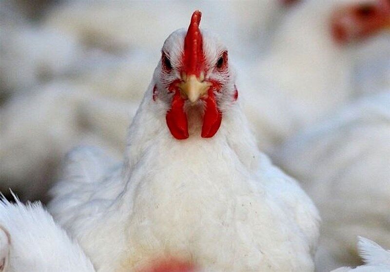  ۳ هزار و ۴۶۰ مرغداری در کشور مرغ احتکار کردند