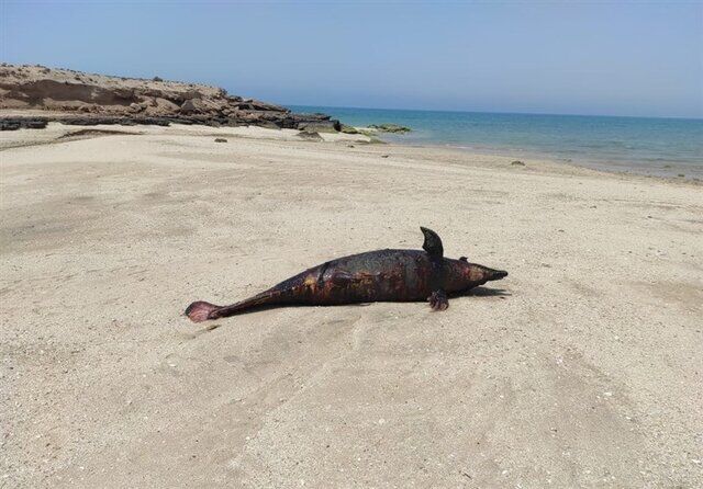 لاشه یک قطعه دلفین در ساحل جزیره هنگام پیدا شد