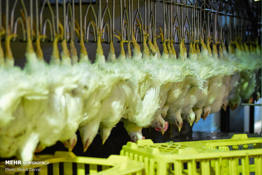 احتمال افزایش دوباره قیمت مرغ در هفته‌های آینده
