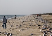قتل‌عام بی‌سابقه گربه‌ماهی‌ها در خلیج‌فارس؛ دوستداران محیط‌زیست در انتظار پاسخ مسئولان