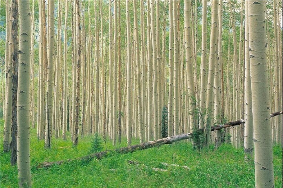 زراعت چوب؛ کسب و کاری با سود ۹۰ میلیونی در هکتار 