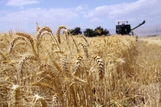 پیش‌بینی کاهش برداشت گندم در خراسان رضوی