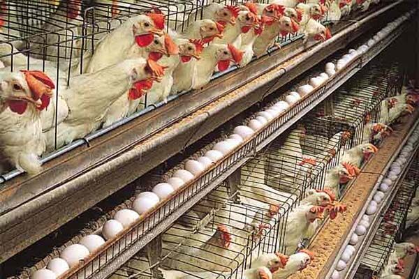 ضرر روزانه ۱ میلیارد و ۴۴۰ میلیون تومانی صنعت مرغ تخم گذار خراسان رضوی  