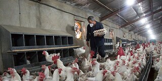 رشد ۸ درصدی جوجه‌ریزی در مرغداری‌های خراسان رضوی