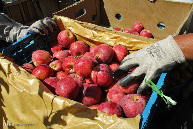 دپوی ۷۵ هزارتن سیب در سردخانه ها