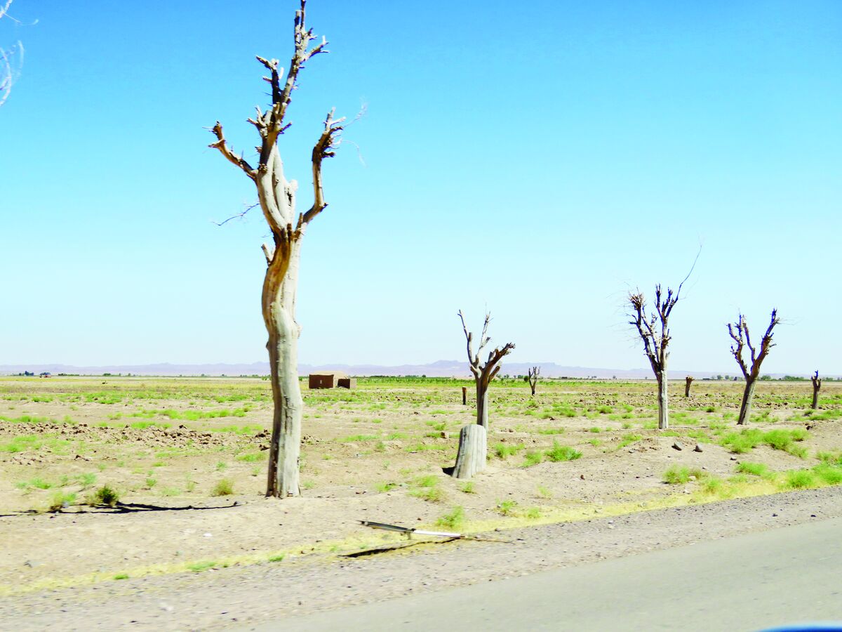 نماینده گناباد: خشکسالی شدید دامداران را تحت فشار گذاشته است